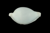 藏品(海兔螺)的圖片